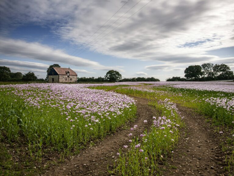 Beautiful field of pink poppies Oxfordshire, UK and a farmhouse in the background