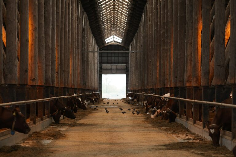 Cow Shed Background